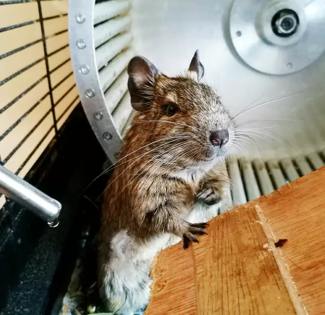 Why Homeowners & Businesses Trust Us Buffalo Grove, IL